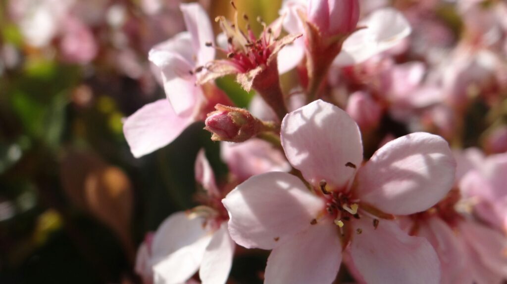 桜の写真