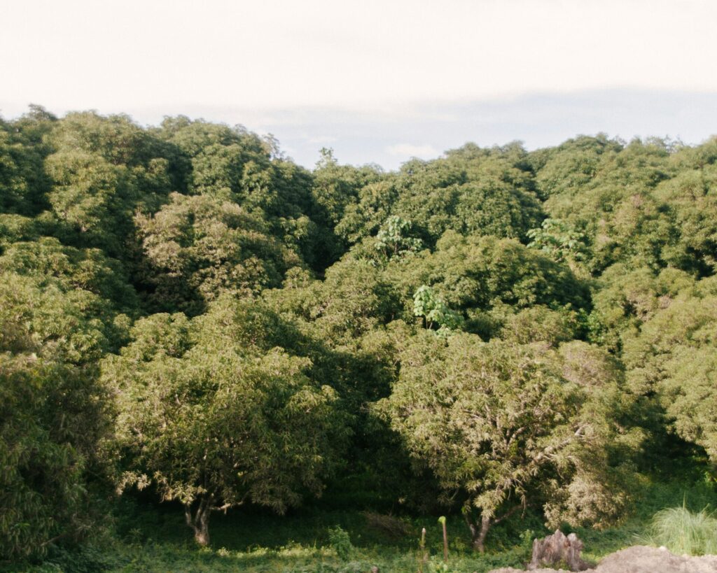 ルホー山(Mount Luho)